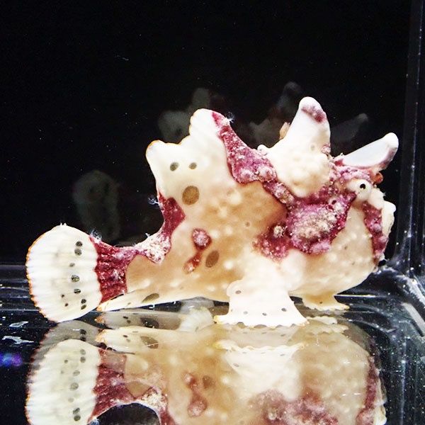 【現物4】クマドリカエルアンコウ 6.5cm! 海水魚 アンコウ 15時までのご...