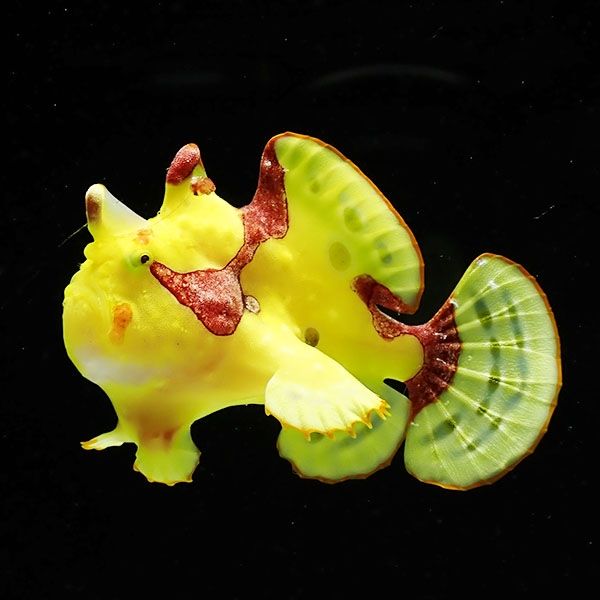 【現物2】クマドリカエルアンコウ 4.5cm! 海水魚 アンコウ 15時までのご...