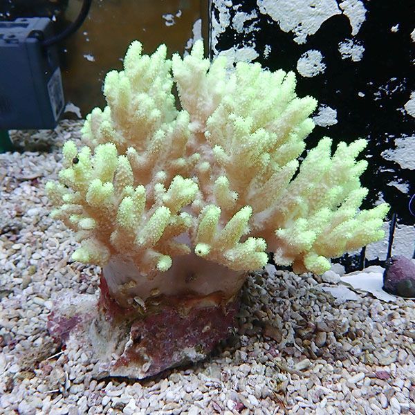 【サンゴ現物5】トサカ.sp 12-15cm沖縄産!15時までのご注文で当日発送 ...