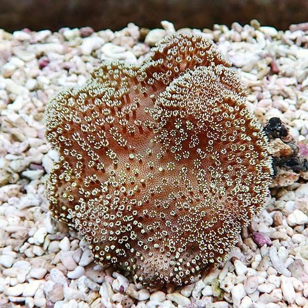 【サンゴ現物3】ウミキノコ 8-7cm!15時までのご注文で当日発送 【サンゴ...