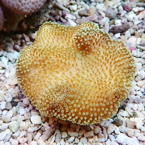 【サンゴ現物7】ウミキノコ 6-6cm!15時までのご注文で当日発送 【サンゴ...