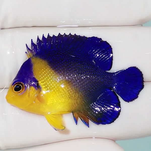 【現物25】スミレヤッコ 4cm±! 海水魚 ヤッコ 15時までのご注文で当日発...