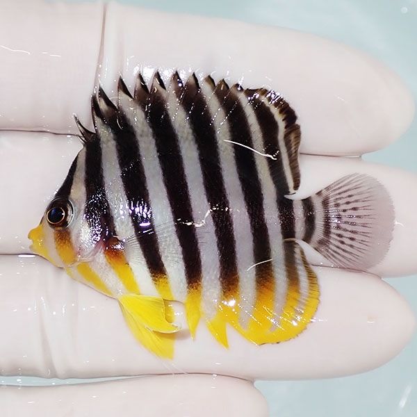 【現物10】sale シマヤッコ 5.2cm±! 海水魚 生体 15時までのご注文で当...
