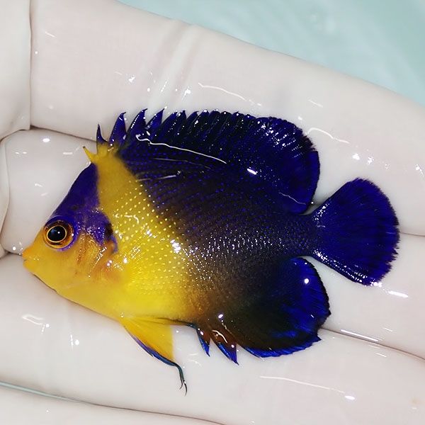 【現物11】スミレヤッコ 5cm±! 海水魚 ヤッコ 15時までのご注文で当日発...