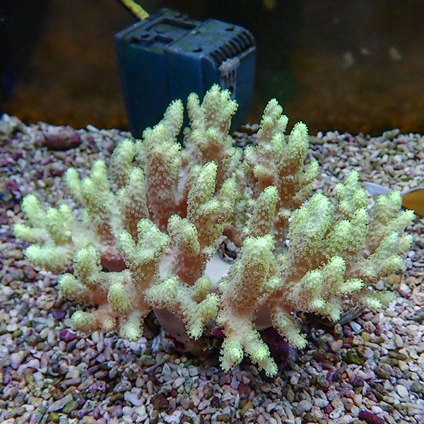 【サンゴ現物4】トサカ.sp 12-11cm 沖縄産!15時までのご注文で当日発送 ...