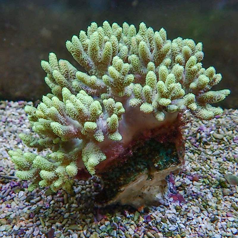 【サンゴ現物1】トサカ.sp 15-17cm 沖縄産!15時までのご注文で当日発送 ...