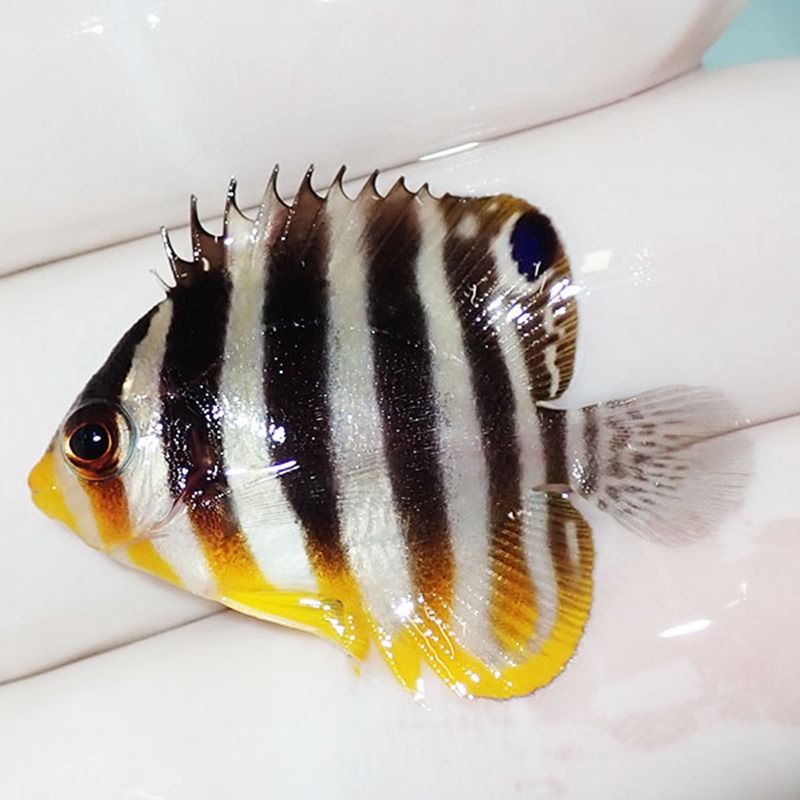 【現物22】sale シマヤッコ 3cm±! 海水魚 生体 15時までのご注文で当日...