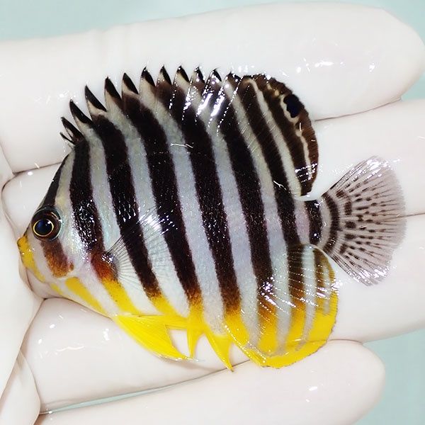 【現物7】sale シマヤッコ 5.7cm±! 海水魚 生体 15時までのご注文で当日...