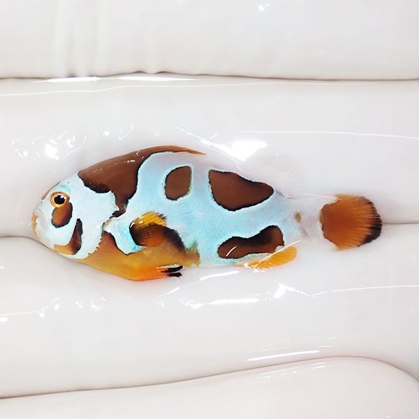 【現物2】オレンジストーム 3.8cm± ! ブリード 海水魚 カクレクマノミ(t...