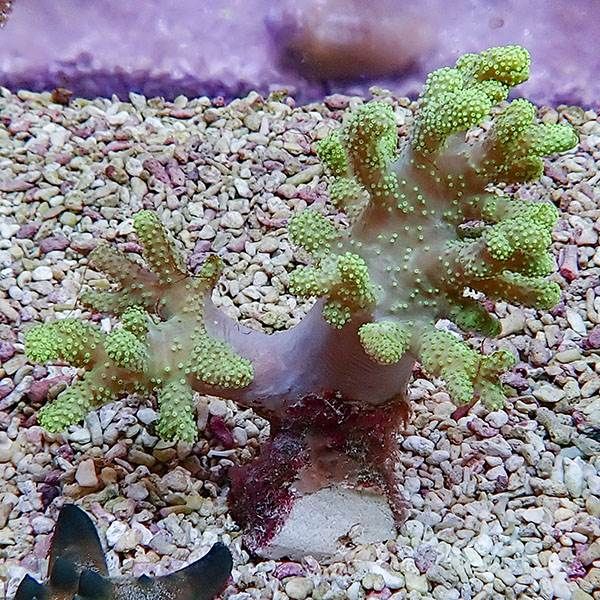 【サンゴ現物1】トサカ.sp 7-9cm 沖縄産!15時までのご注文で当日発送 【...