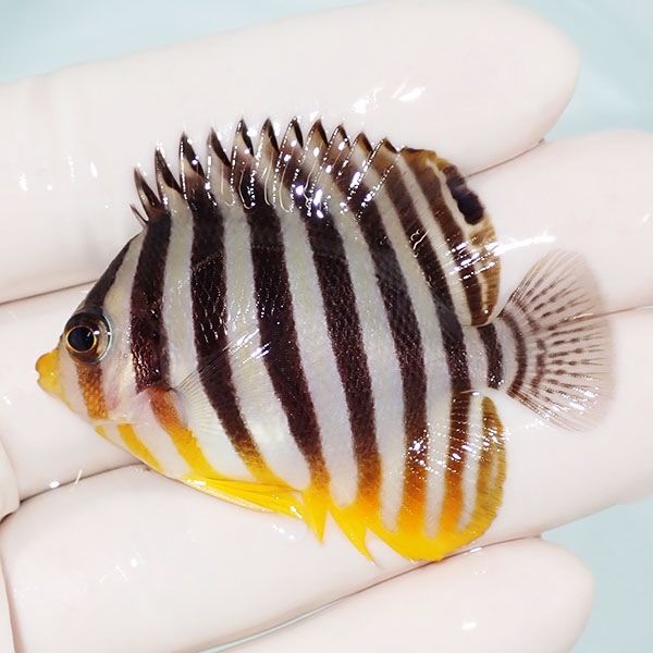 【現物3】sale シマヤッコ 5.2cm±! 海水魚 生体 15時までのご注文で当日...