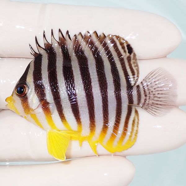 【現物9】sale シマヤッコ 6cm±! 海水魚 生体 15時までのご注文で当日発...