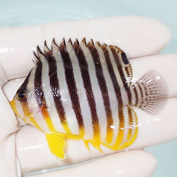 【現物10】sale シマヤッコ 6cm±! 海水魚 生体 15時までのご注文で当日...