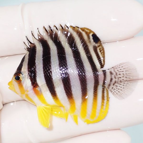 【現物4】sale シマヤッコ 5cm±! 海水魚 生体 15時までのご注文で当日発...