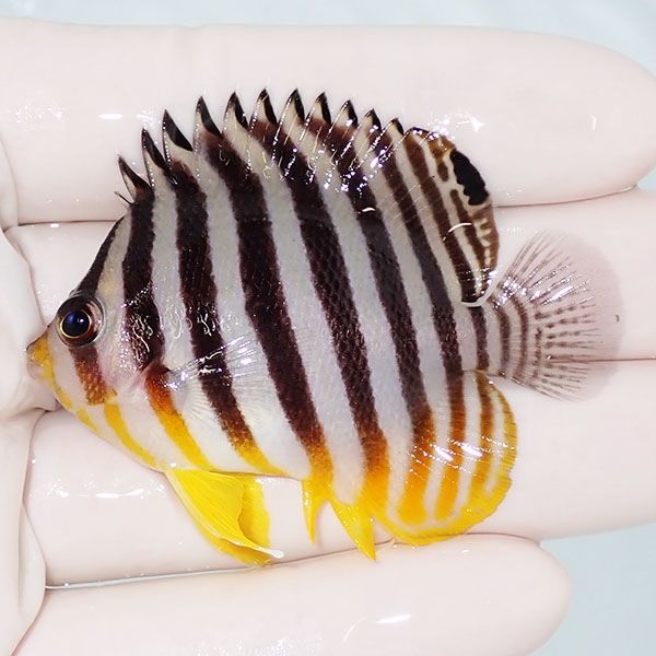 【現物5】sale シマヤッコ 5.7cm±! 海水魚 生体 15時までのご注文で当日...