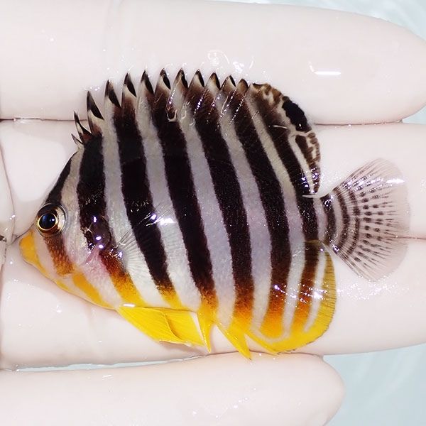 【現物1】saleシマヤッコ 5.7cm±! 海水魚 生体 15時までのご注文で当日...