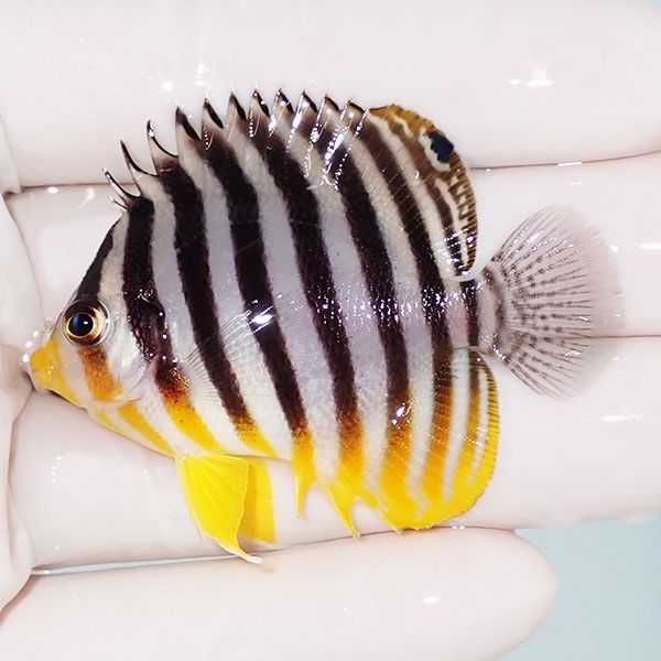 【現物2】sale シマヤッコ 5.5cm±! 海水魚 生体 15時までのご注文で当日...