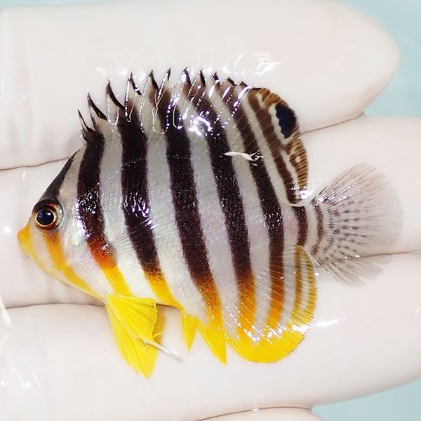 【現物12】sale シマヤッコ 4.5cm±! 海水魚 生体 15時までのご注文で当...