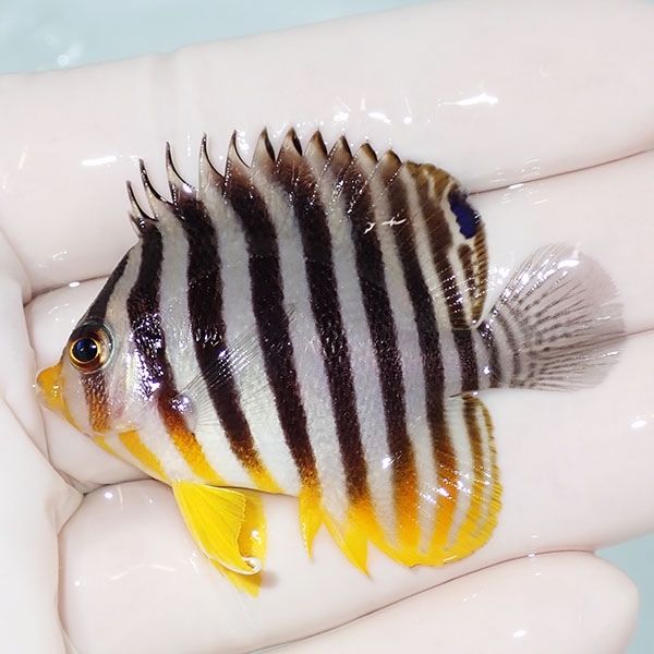 【現物8】sale シマヤッコ 5.3cm±! 海水魚 生体 15時までのご注文で当日...