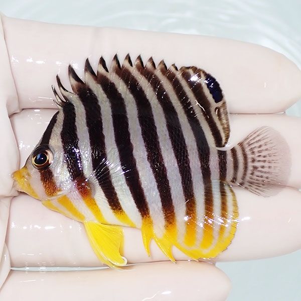 【現物13】sale シマヤッコ 6cm±! 海水魚 生体 15時までのご注文で当日...