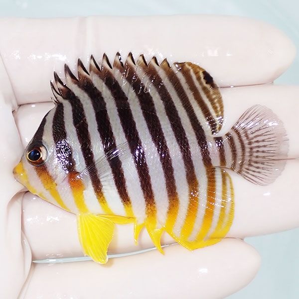 【現物11】sale シマヤッコ 6.2cm±! 海水魚 生体 15時までのご注文で当...