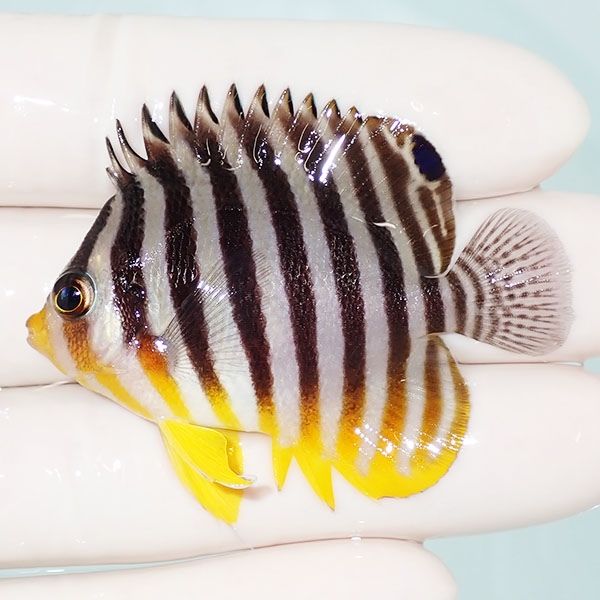 【現物6】sale シマヤッコ 5.5cm±! 海水魚 生体 15時までのご注文で当日...