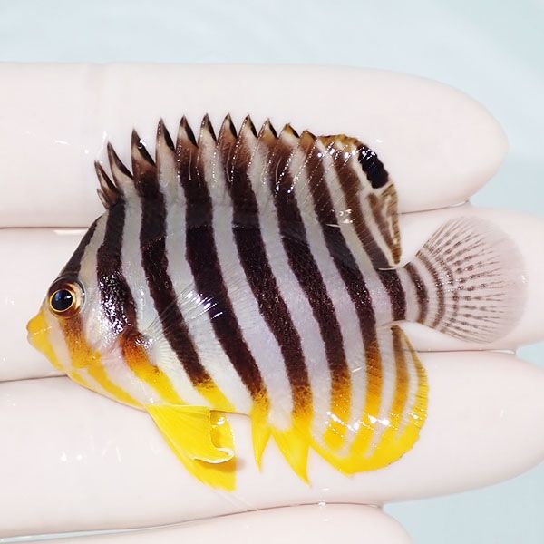 【現物7】sale シマヤッコ 5.7cm±! 海水魚 生体 15時までのご注文で当日...