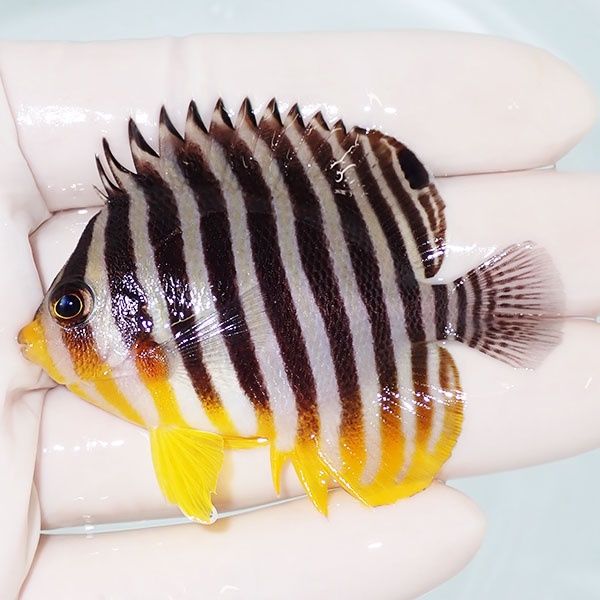 【現物14】sale シマヤッコ 6.2cm±! 海水魚 生体 15時までのご注文で当...