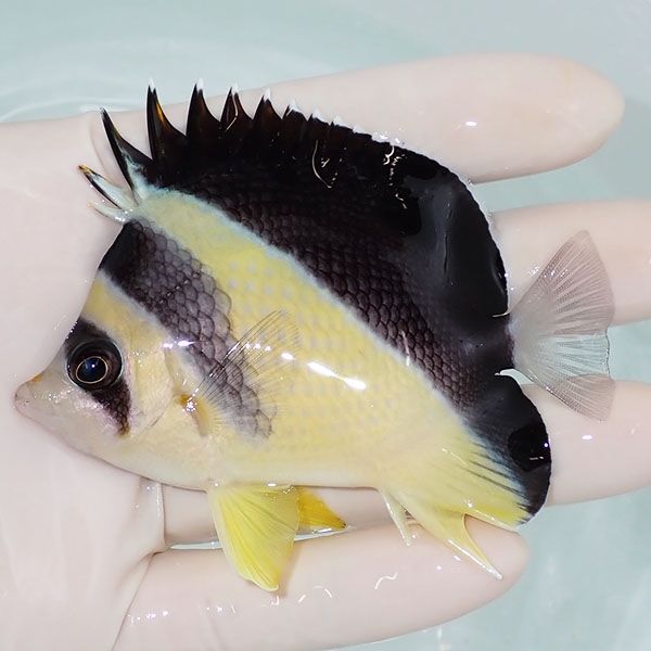 【現物3】バーゲスバタフライ 8.5cm±! 海水魚 チョウチョウウオ 15時ま...