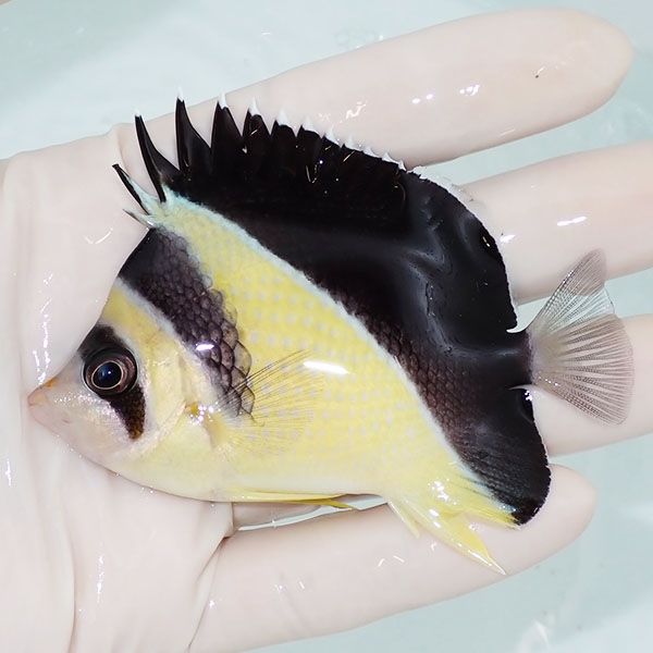 【現物4】バーゲスバタフライ 8.5cm±! 海水魚 チョウチョウウオ 15時ま...