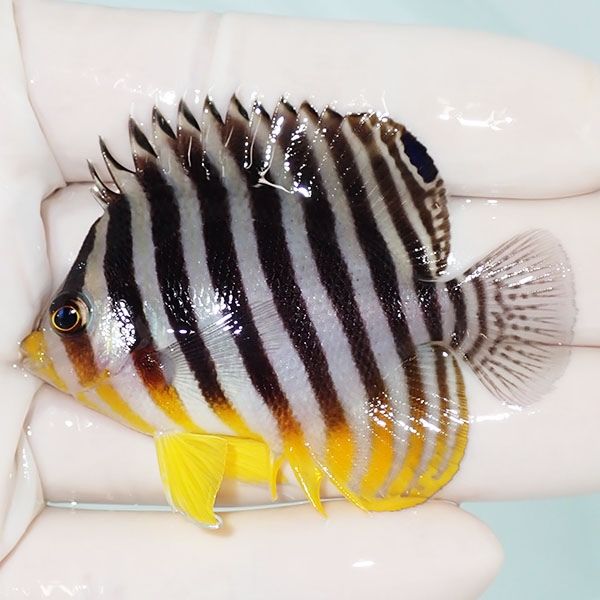 【現物15】sale シマヤッコ 6cm±! 海水魚 生体 15時までのご注文で当日...