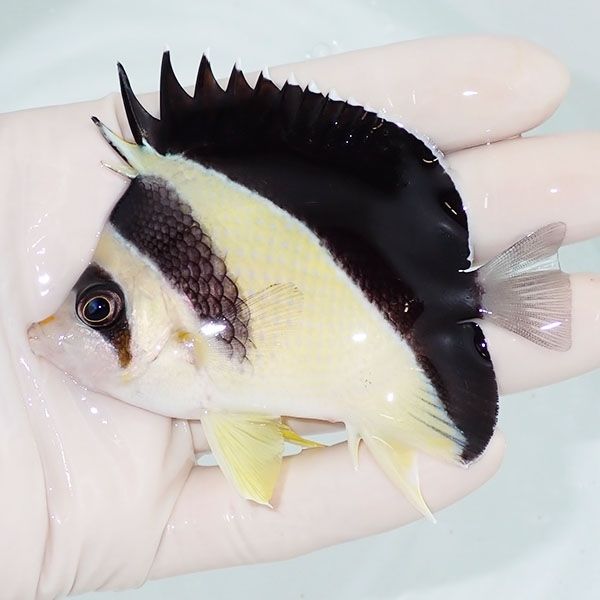 【現物5】バーゲスバタフライ 8.5cm±! 海水魚 チョウチョウウオ 15時ま...