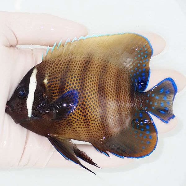 【現物1】ロクセンヤッコ 11.5cm± ! 海水魚 生体 15時までのご注文で当...