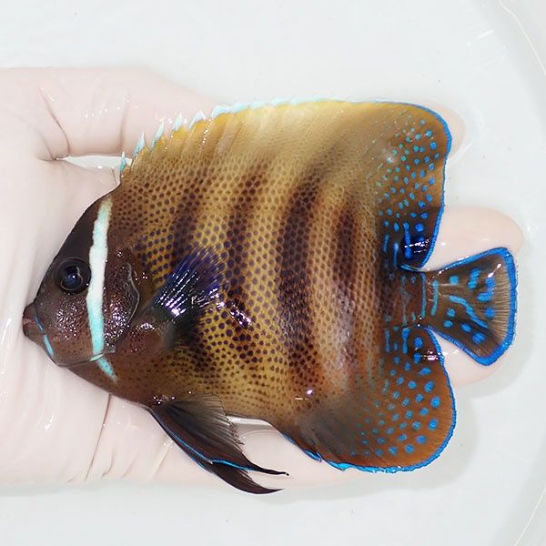 【現物2】ロクセンヤッコ 12.5cm± ! 海水魚 生体 15時までのご注文で当...
