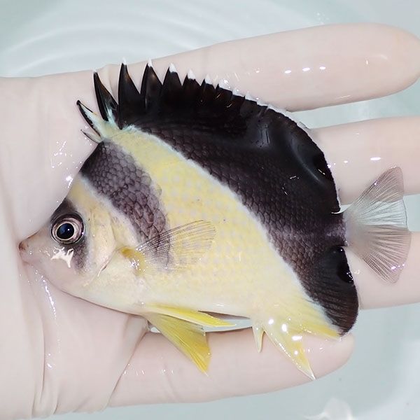 【現物1】バーゲスバタフライ 9cm±! 海水魚 チョウチョウウオ 15時まで...