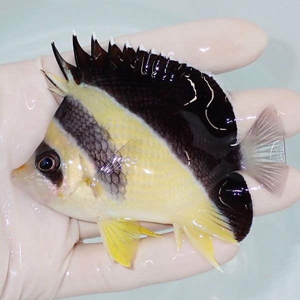 【現物2】バーゲスバタフライ 9cm±! 海水魚 チョウチョウウオ 15時まで...