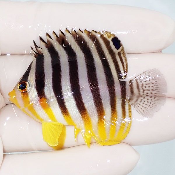 【現物12】sale シマヤッコ 5.5cm±! 海水魚 生体 15時までのご注文で当...