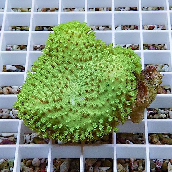 【サンゴ現物4】ウミキノコ メタリックグリーン!15時までのご注文で当日...