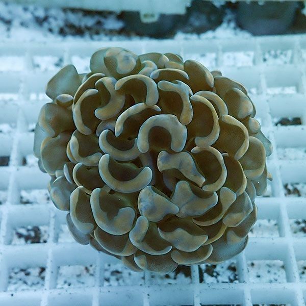 【サンゴ現物6】ナガレハナサンゴ!15時までのご注文で当日発送 【サンゴ...
