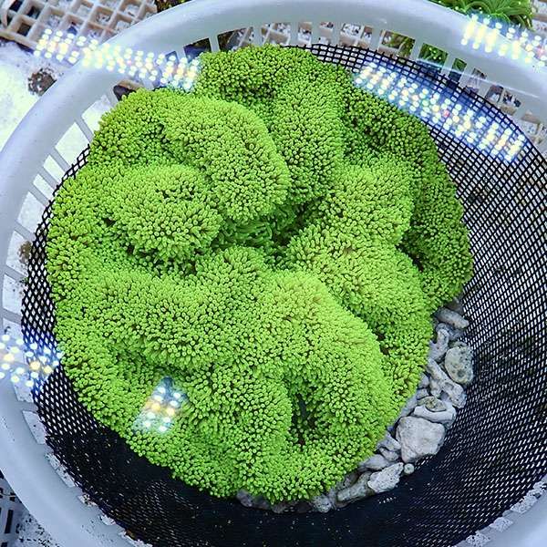 【現物4】ハタゴイソギンチャク グリーン 22-26cm±!15時までのご注文で...