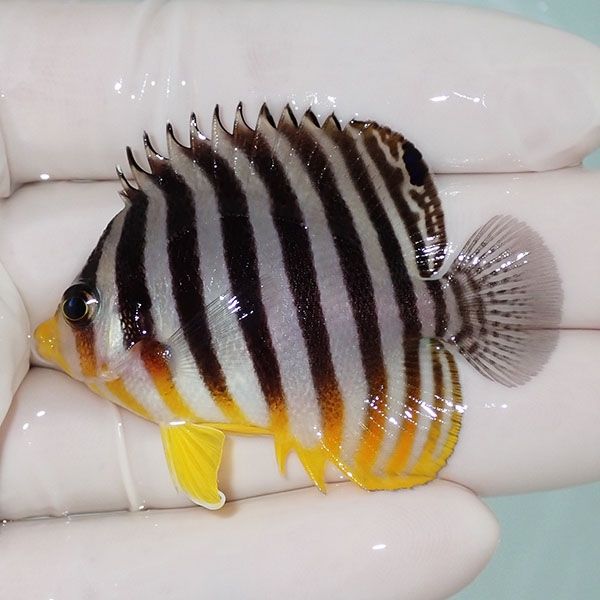 【現物43】sale シマヤッコ 5.5cm±! 海水魚 生体 15時までのご注文で当...