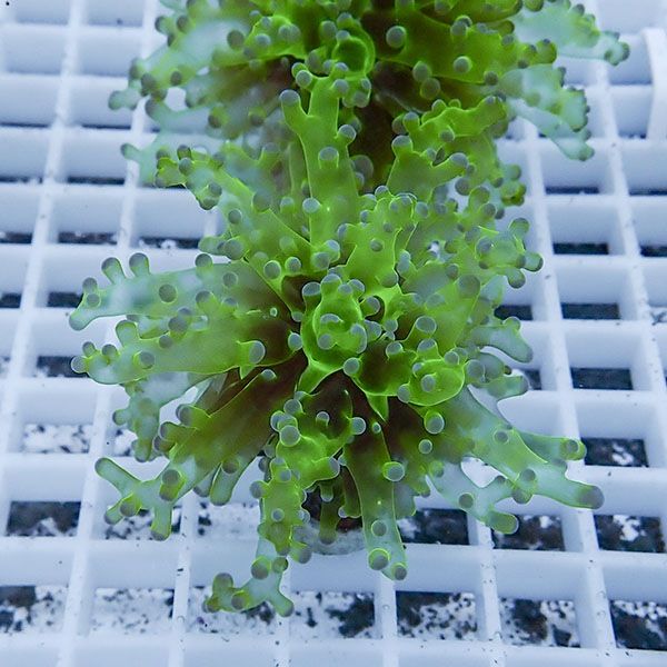 【サンゴ現物14】タコアシサンゴ フラグ!15時までのご注文で当日発送 【...