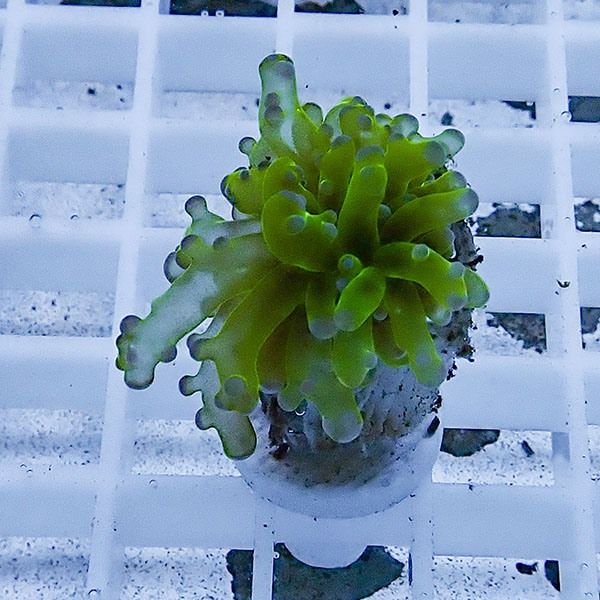 【サンゴ現物1】タコアシサンゴ フラグ!15時までのご注文で当日発送 【...