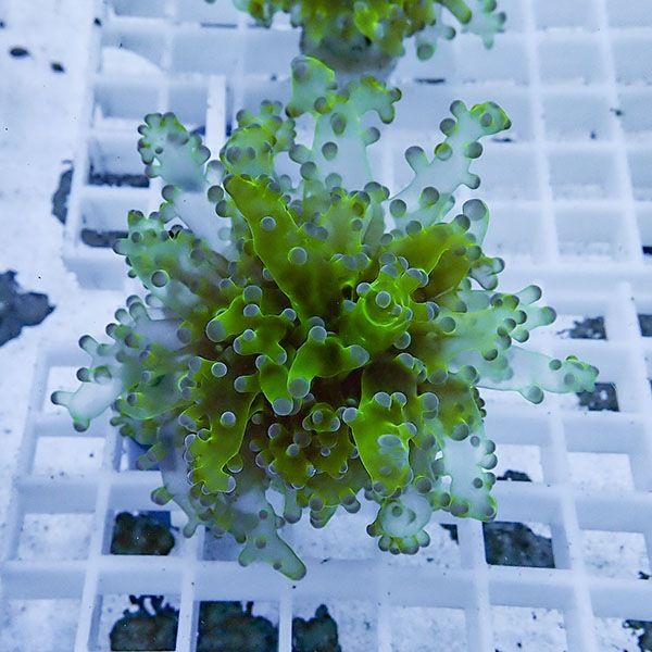 【サンゴ現物2】タコアシサンゴ フラグ !15時までのご注文で当日発送 【...