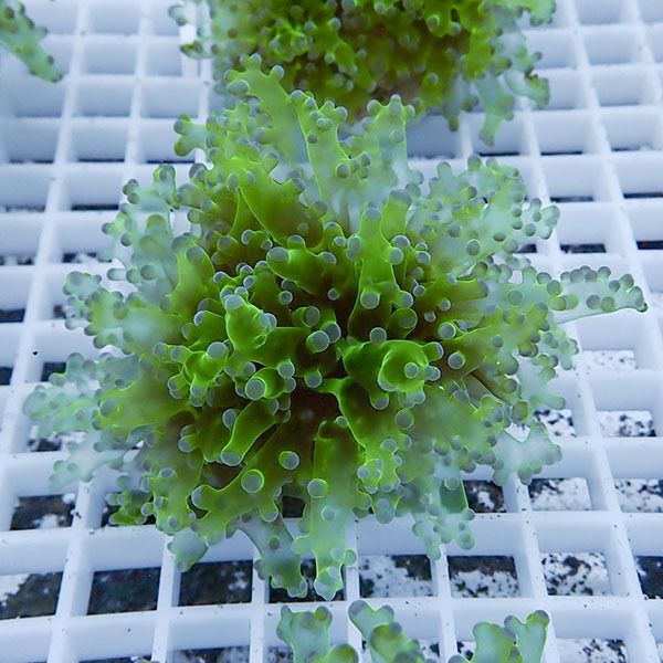 【サンゴ現物19】タコアシサンゴ フラグ!15時までのご注文で当日発送 【...