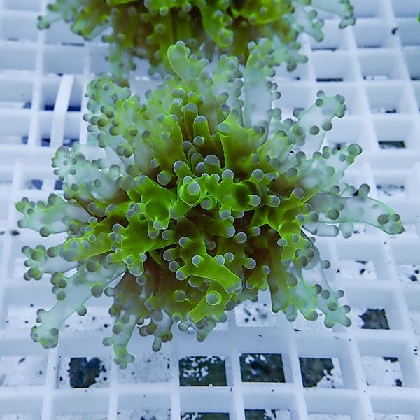 【サンゴ現物17】タコアシサンゴ フラグ!15時までのご注文で当日発送 【...