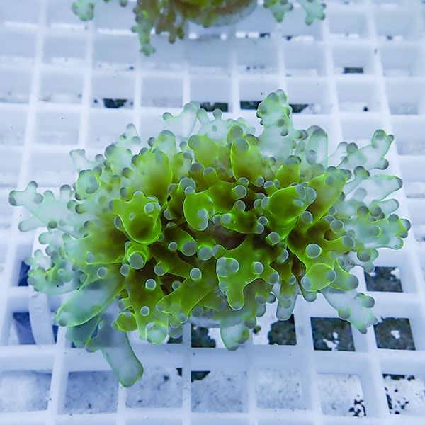 【サンゴ現物16】タコアシサンゴ フラグ!15時までのご注文で当日発送 【...