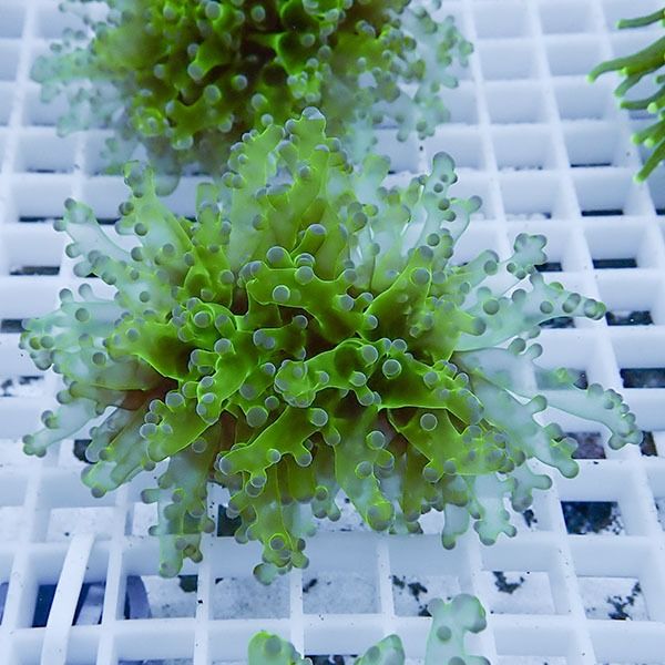 【サンゴ現物18】タコアシサンゴ フラグ!15時までのご注文で当日発送 【...