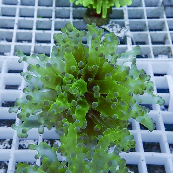 【サンゴ現物15】タコアシサンゴ フラグ!15時までのご注文で当日発送 【...