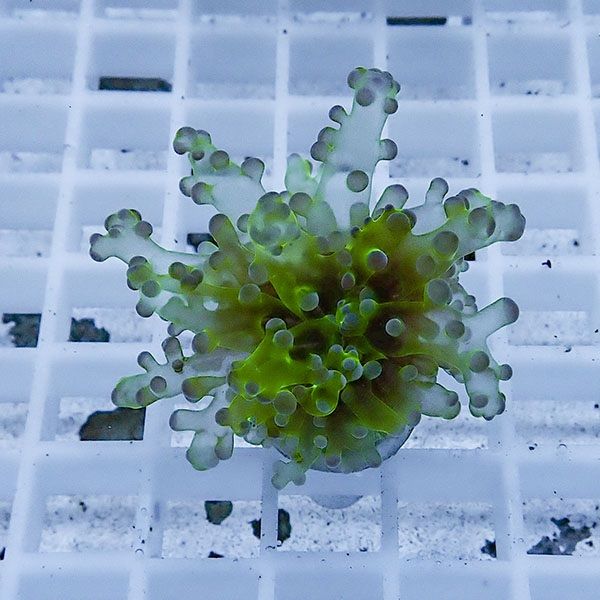 【サンゴ現物11】タコアシサンゴ フラグ!15時までのご注文で当日発送 【...